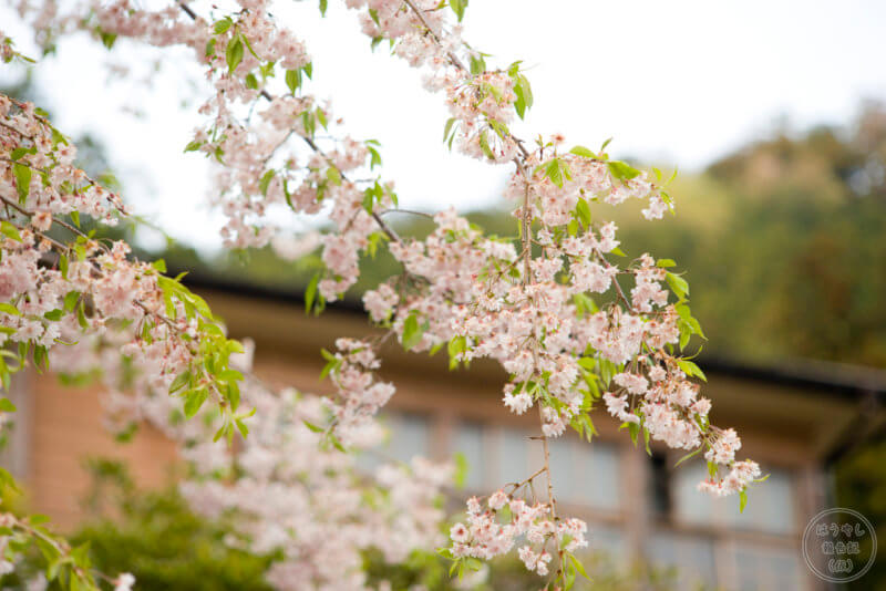 校庭に咲く桜