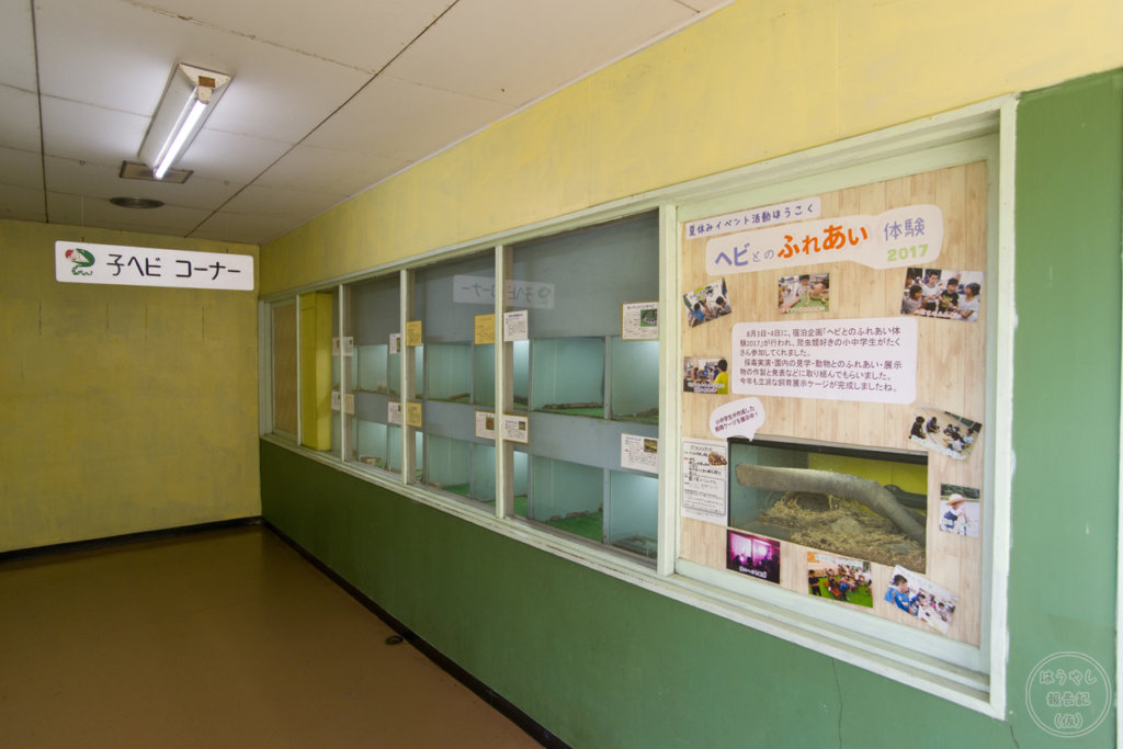 蛇毒研究室にある子ヘビの展示コーナー