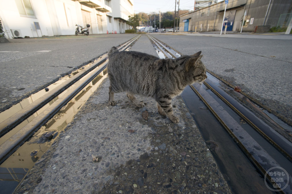 米軍田浦専用線（相模運輸倉庫専用線）を渡る猫
