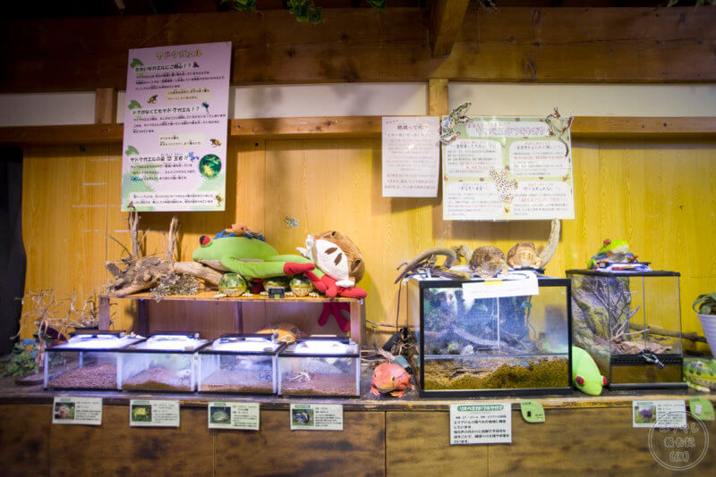 日本一のカエル館の室内の様子