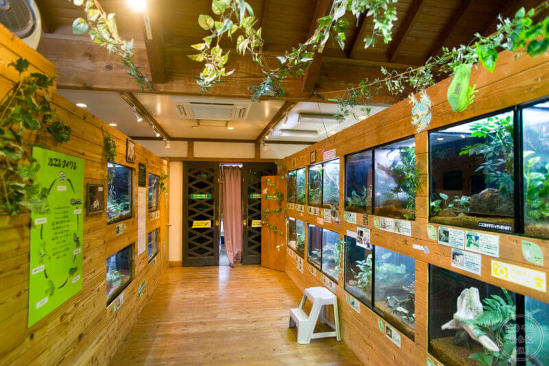 日本一のカエル館の室内の様子