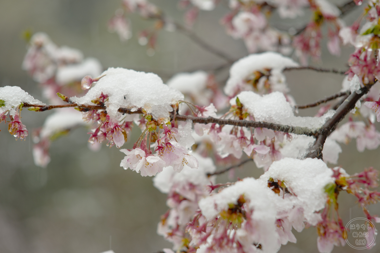 4月なのに雪 季節外れの積雪 桜のコラボレーション 埼玉県飯能市 はうやし報告記 仮