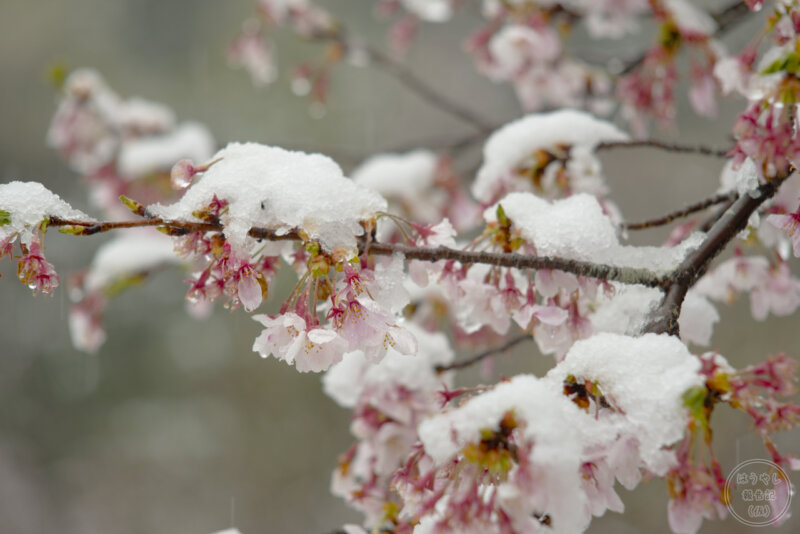 桜に積もった雪