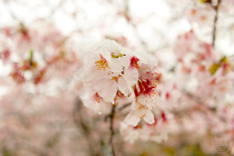 雪解け水が滴る桜