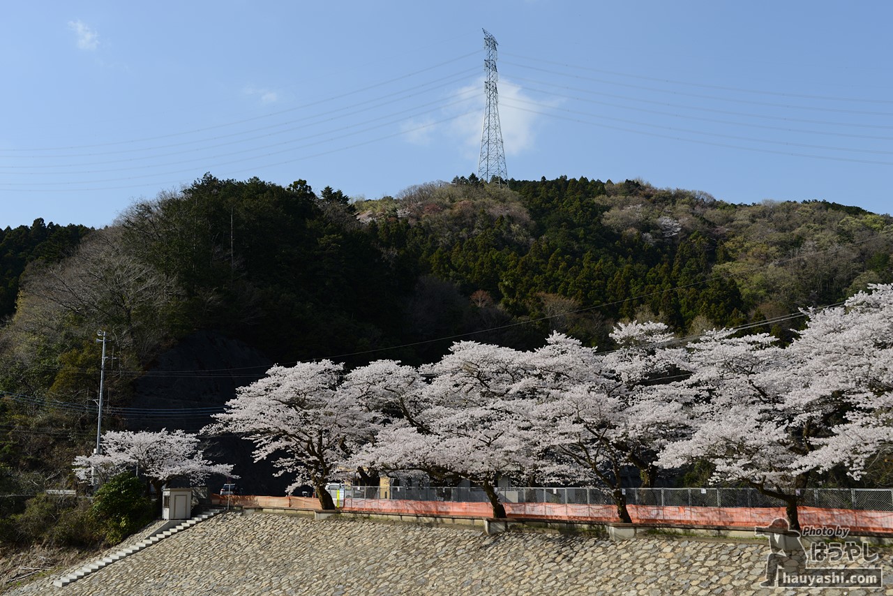 満開の桜咲く 鎌北湖 22年ぶりにダムの水を全部抜く大作戦 はうやし報告記 仮