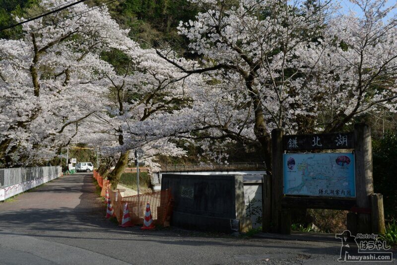 満開の桜が咲く鎌北湖